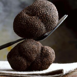 Truffes-noires-c-Urbani[1]